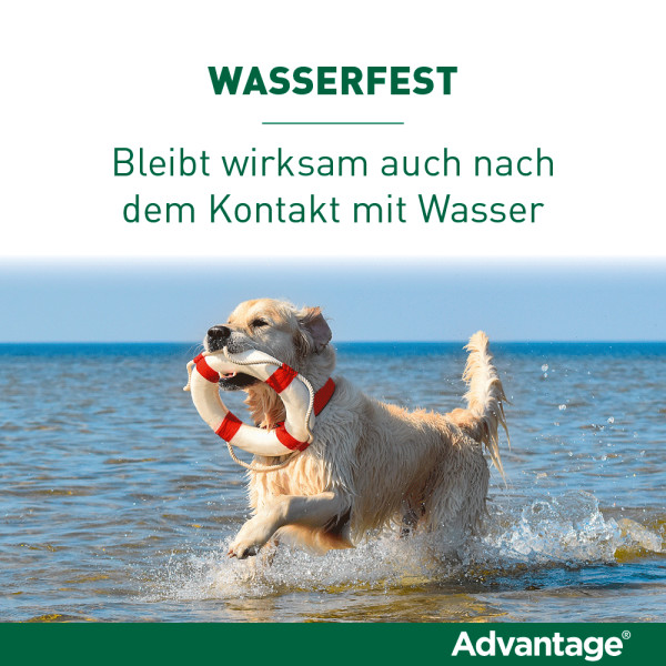 ADVANTAGE 40 Lösung f.Hunde bis 4 kg