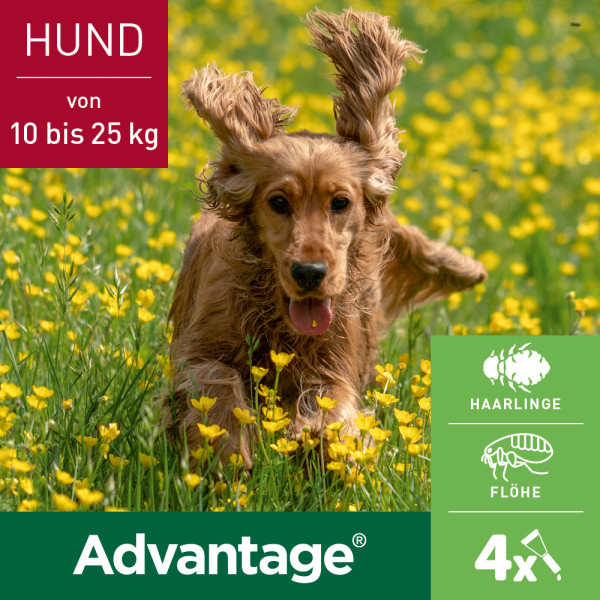 ADVANTAGE 250 Lösung f.Hunde 10-25 kg