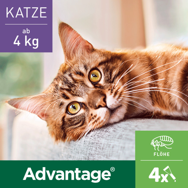 ADVANTAGE 80 mg f.gr.Katzen u.gr.Zierkaninchen